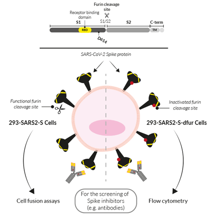 Applications of 293-SARS2 Spike Cells
