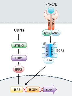 HEK-Blue™ ISG Cells signaling pathway