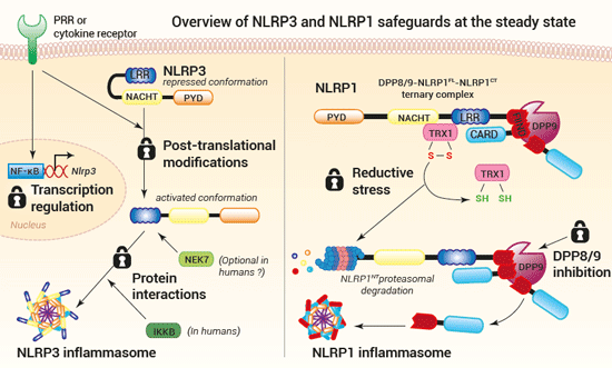 Overview of NLRP3 and NLRP1 safeguards at the steady state