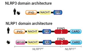 Domain architecture