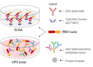 RBD-Lucia fusion protein for ELISA & LIPS