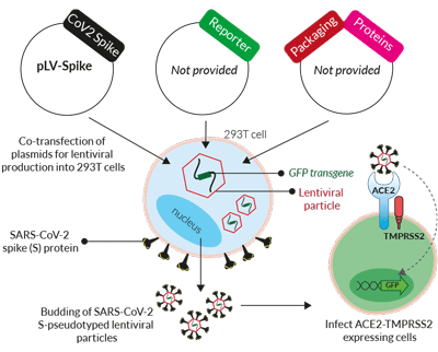 SARS-CoV-2 spike (S)-pseudotyped lentiviral particle production
